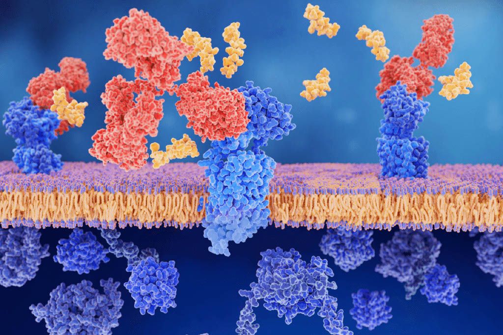Proteins and Peptides